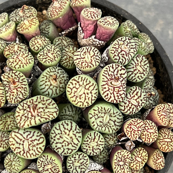 コノフィツム（原種系）：ミニマム　ウィッテベルゲンセ　3.5号ポット26-03