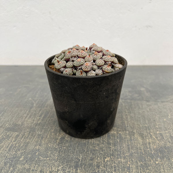 コノフィツム（原種系）：ミニマム　ウィッテベルゲンセ　3.5号ポット26-04