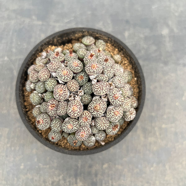 コノフィツム（原種系）：ミニマム　ウィッテベルゲンセ　3.5号ポット26-04