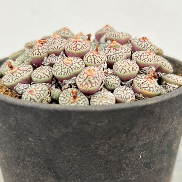 コノフィツム（原種系）：ミニマム　ウィッテベルゲンセ　3.5号ポット26-04