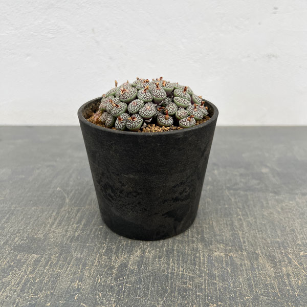 コノフィツム（原種系）：ミニマム　ウィッテベルゲンセ　3.5号ポット26-05