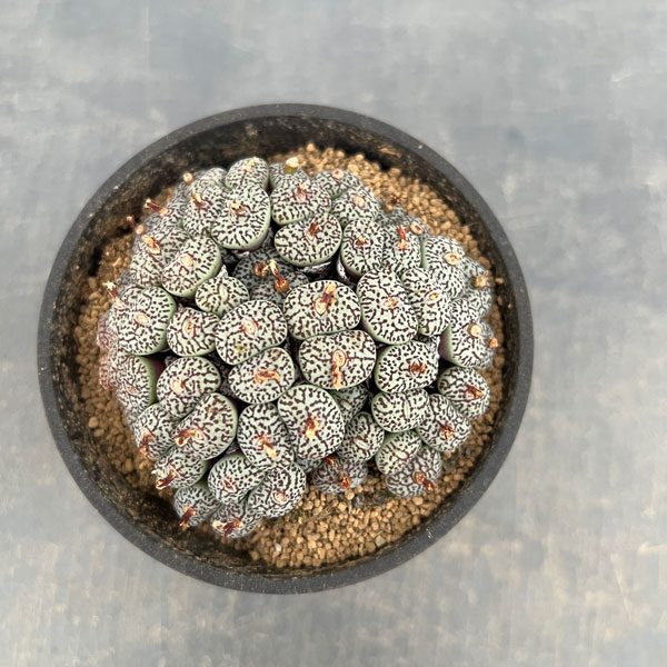 コノフィツム（原種系）：ミニマム　ウィッテベルゲンセ　3.5号ポット26-05