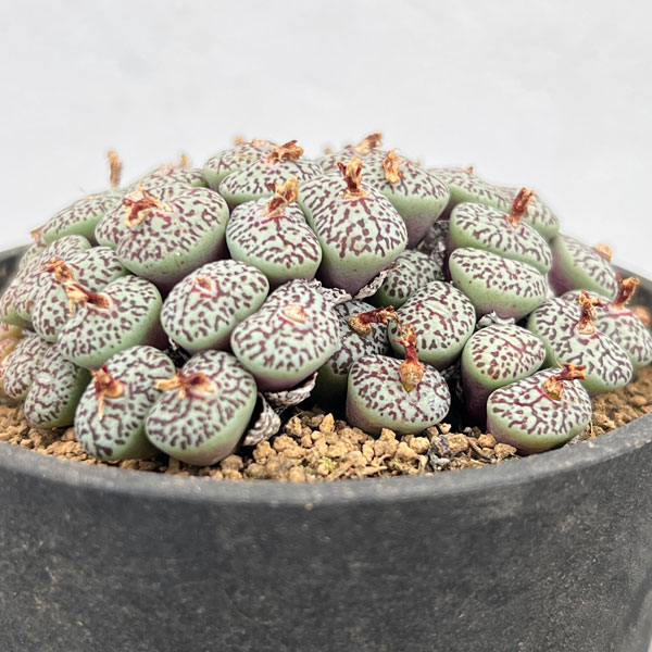 コノフィツム（原種系）：ミニマム　ウィッテベルゲンセ　3.5号ポット26-05