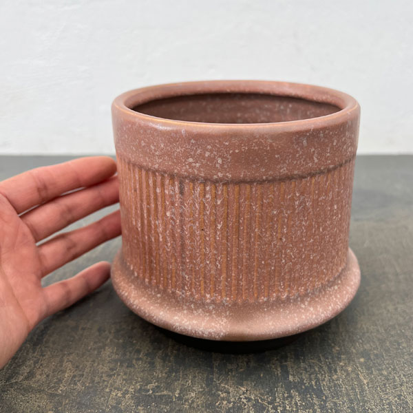 ミネルバ:紫S(直径約13cm)