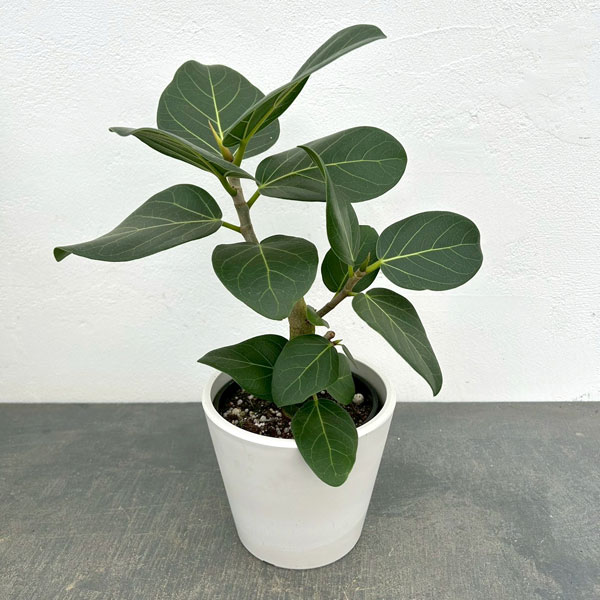 フィカス：ベンガレンシス　オードリー　3.5号鉢植え鉢カバー付き(樹脂製鉢カバー・シティローMホワイト)*