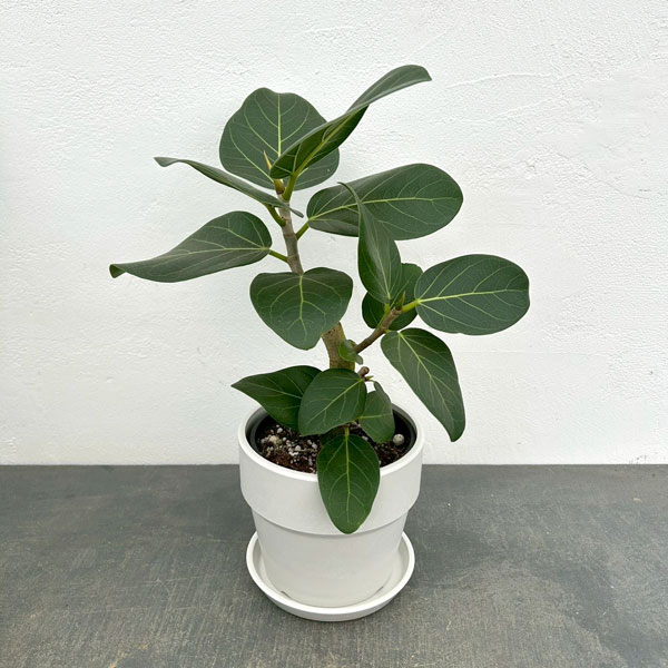 フィカス：ベンガレンシス　オードリー　3.5号鉢植え　鉢カバー付き(アーバンプランツポットソリッド　ミルク)*