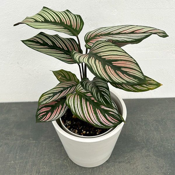 カラテア:ホワイトスター 4号鉢植え 鉢カバー付き(樹脂製鉢カバー・シティローMホワイト)