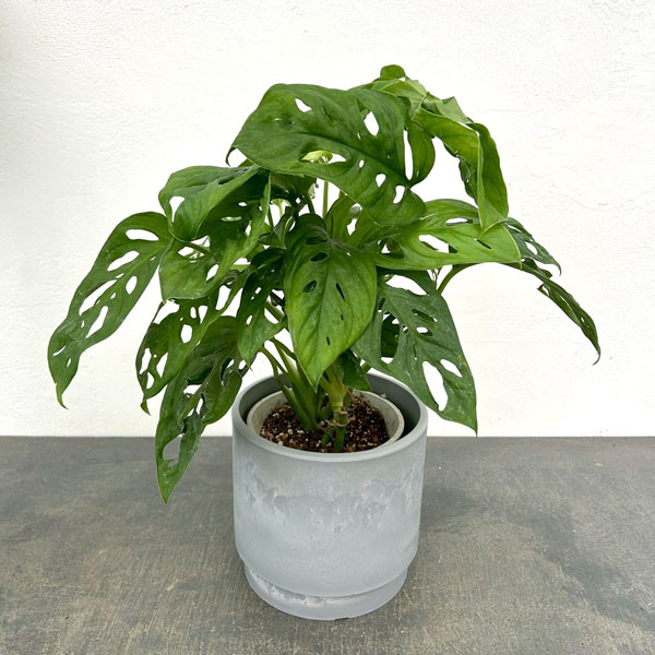 マドカズラ　4号鉢入り　鉢カバー付き(SKステップH15：アッシュグレイ)