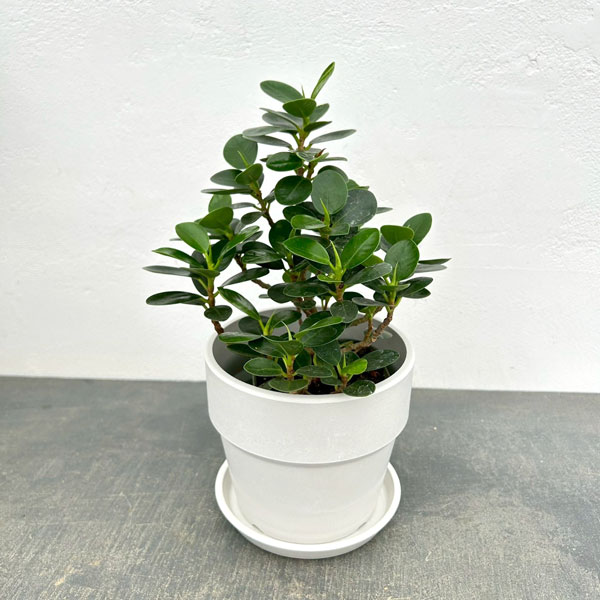 ガジュマル:ミニパンダガジュマル(コパンダガジュマル) 3.5号ポット(盆栽風仕立て) 鉢カバー付き(アーバンプランツポットソリッド ミルク)