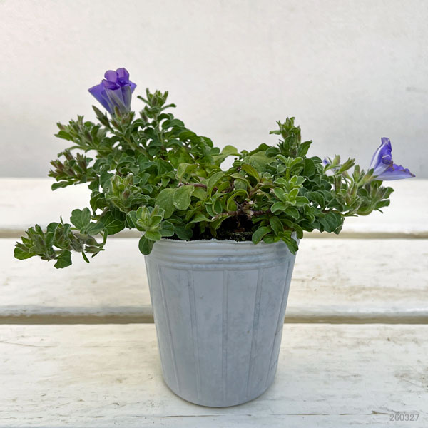 コンボルブルス：ブルー 2.5号ポット