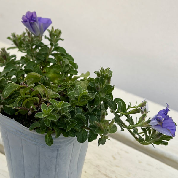 コンボルブルス：ブルー 2.5号ポット