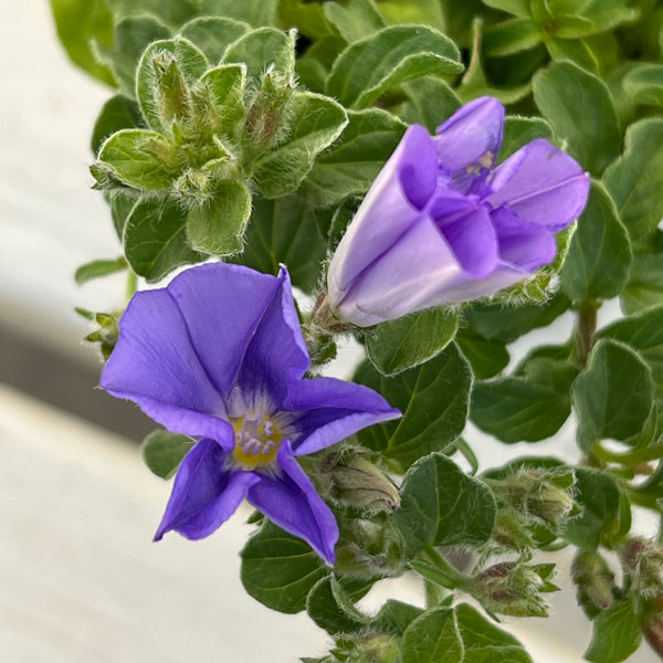 コンボルブルス：ブルー 2.5号ポット