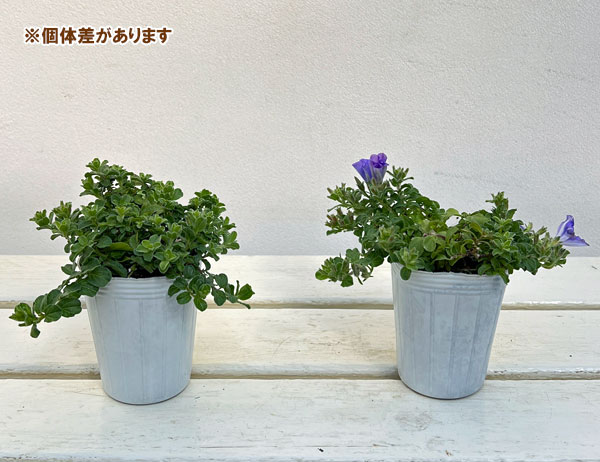 コンボルブルス：ブルー 2.5号ポット