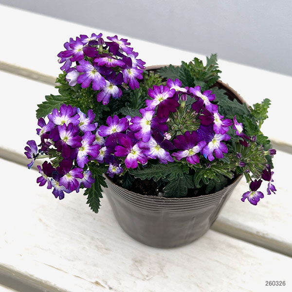 バーベナ:ドラムス ブルーホワイト3.5号ポット