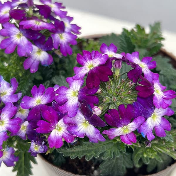 バーベナ:ドラムス ブルーホワイト3.5号ポット