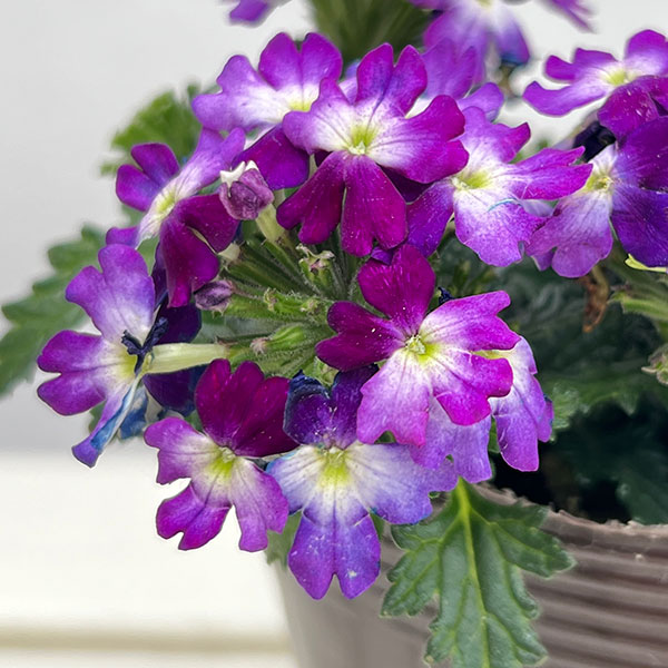 バーベナ:ドラムス ブルーホワイト3.5号ポット