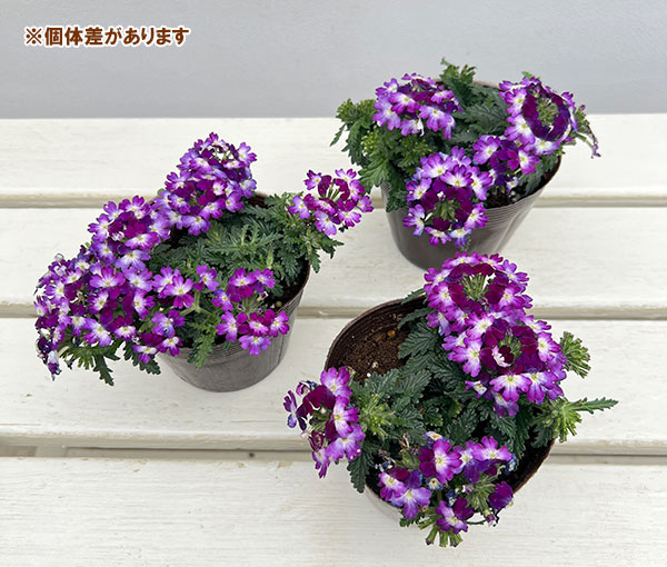 バーベナ:ドラムス ブルーホワイト3.5号ポット