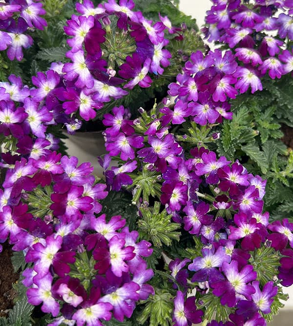 バーベナ:ドラムス ブルーホワイト3.5号ポット