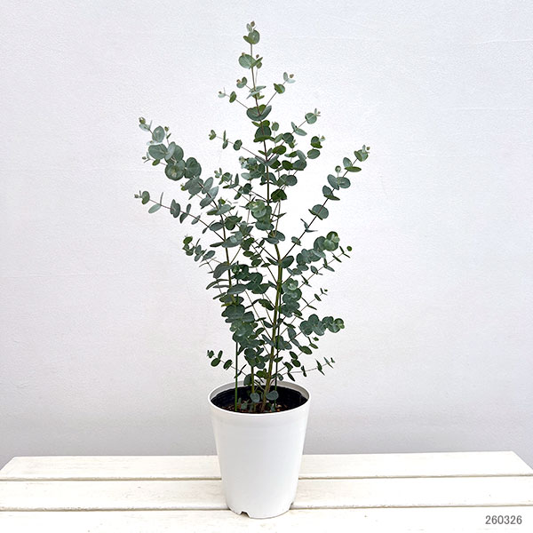 ユーカリ：グニーユーカリ（サイダーガム）5号鉢植え