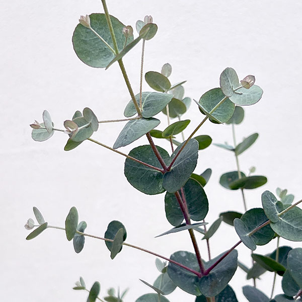 ユーカリ：グニーユーカリ（サイダーガム）5号鉢植え