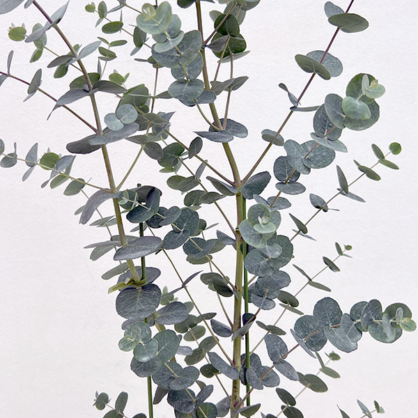 ユーカリ：グニーユーカリ（サイダーガム）5号鉢植え