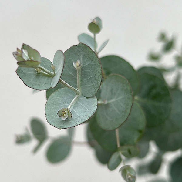 ユーカリ：グニーユーカリ（サイダーガム）5号鉢植え