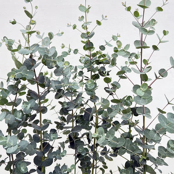 ユーカリ：グニーユーカリ（サイダーガム）5号鉢植え