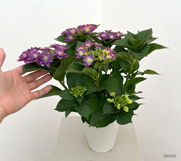 アジサイ：夜の調（ヨルノシラベ）パープル4号鉢植え