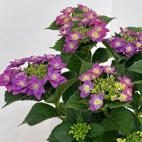 アジサイ：夜の調（ヨルノシラベ）パープル4号鉢植え