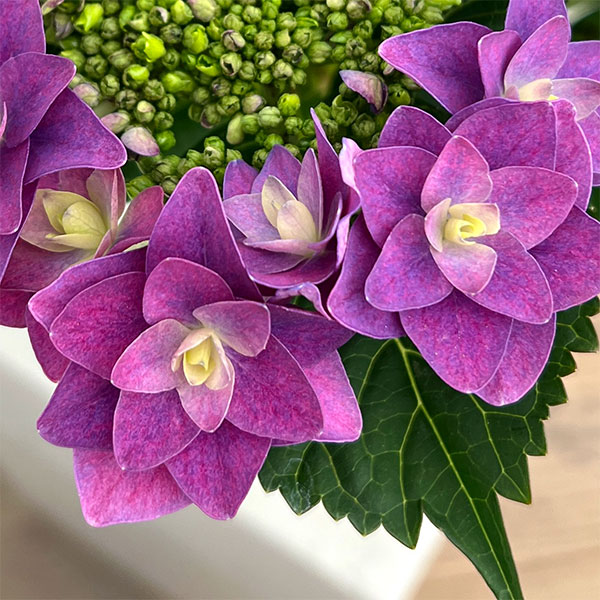 アジサイ：夜の調（ヨルノシラベ）パープル4号鉢植え