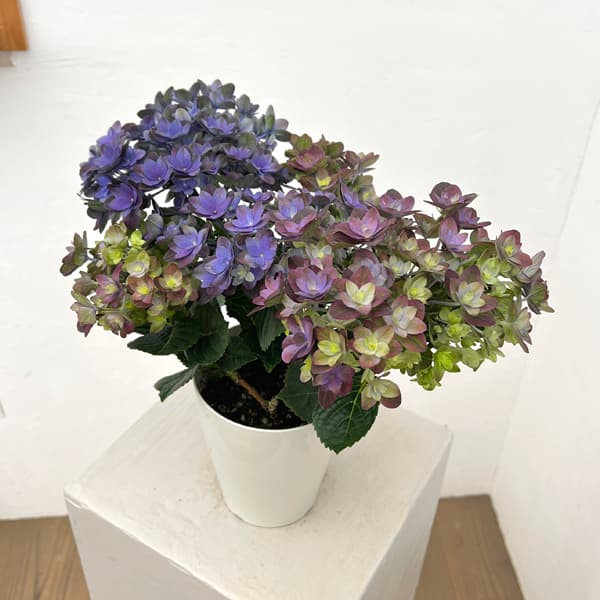 アジサイ：紫紺の揺らぎ（シコンノユラギ）パープル4号鉢植え