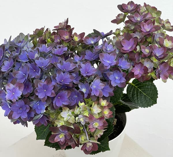 アジサイ：紫紺の揺らぎ（シコンノユラギ）パープル4号鉢植え