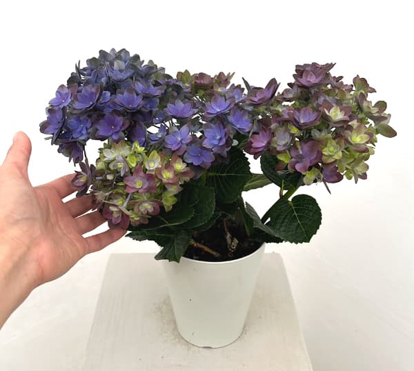 アジサイ：紫紺の揺らぎ（シコンノユラギ）パープル4号鉢植え