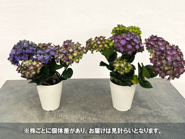 アジサイ：紫紺の揺らぎ（シコンノユラギ）パープル4号鉢植え
