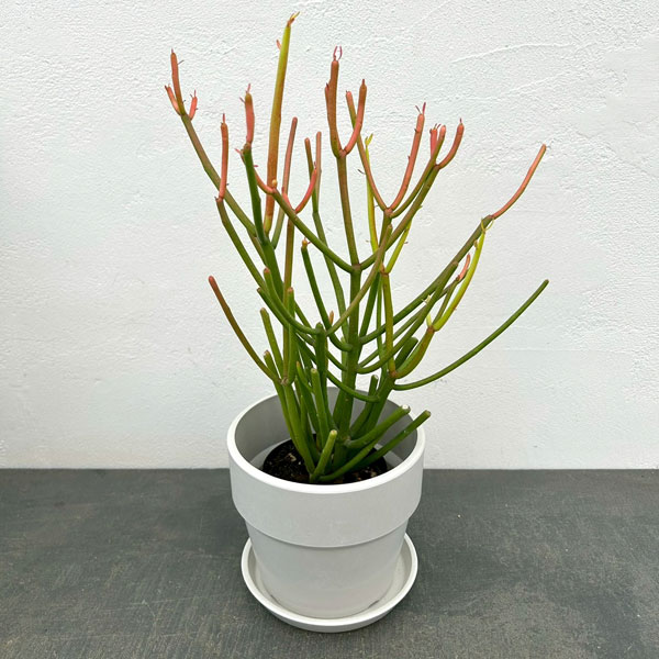 ミルクブッシュ：スティック・オン・ファイヤー3号ポット　鉢カバー付き(アーバンプランツポットソリッド　ミルク)