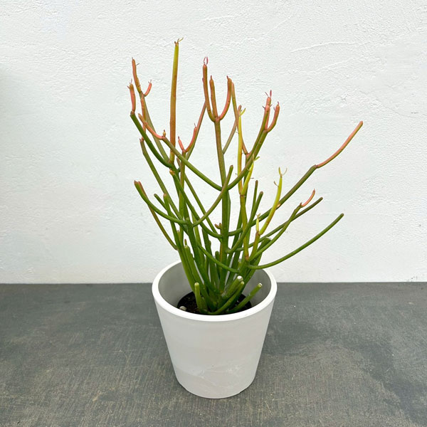 ミルクブッシュ：スティック・オン・ファイヤー3号ポット　鉢カバー付き(樹脂製鉢カバー・シティローMホワイト)