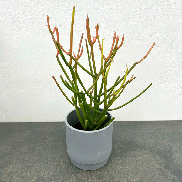 ミルクブッシュ：スティック・オン・ファイヤー3号ポット　鉢カバー付き(SKステップH12：アッシュグレイ)