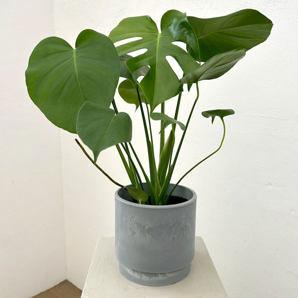 モンステラ：デリシオサ　5号鉢植え　鉢カバー付き(SKステップH15：アッシュグレイ)