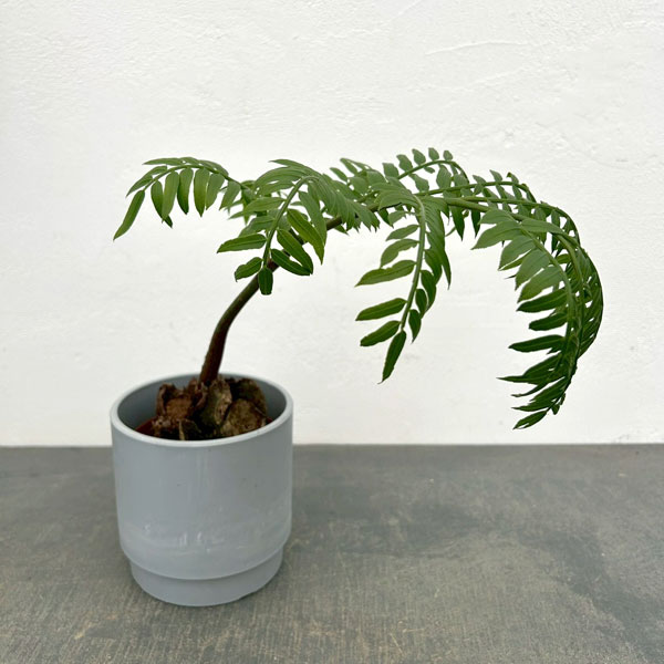 リュウビンタイ 3.5号鉢　鉢カバー付き(SKステップH12：アッシュグレイ)