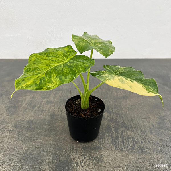 アロカシア：マクロリザ　オーレアバリエガータ（黄斑）　2.5号ポット