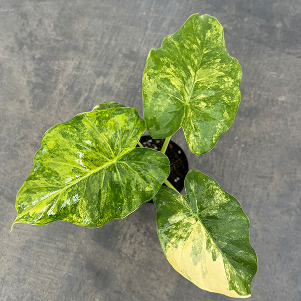 アロカシア：マクロリザ　オーレアバリエガータ（黄斑）　2.5号ポット