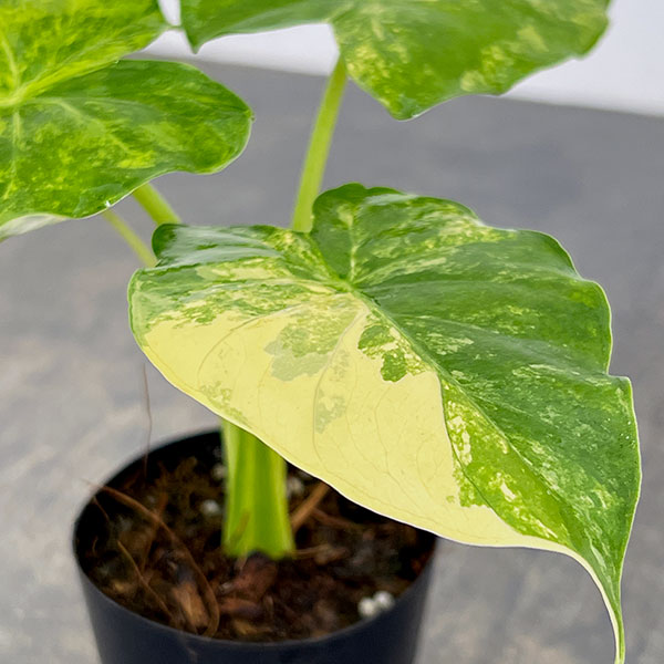 アロカシア：マクロリザ　オーレアバリエガータ（黄斑）　2.5号ポット