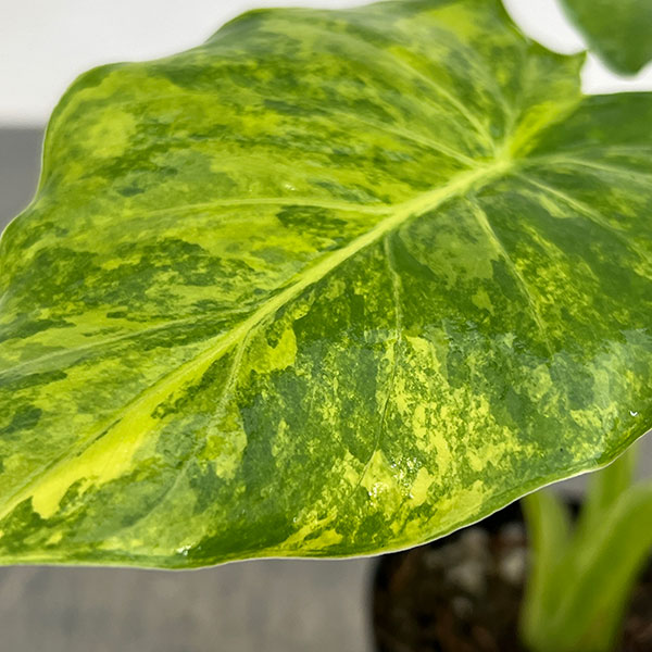 アロカシア：マクロリザ　オーレアバリエガータ（黄斑）　2.5号ポット