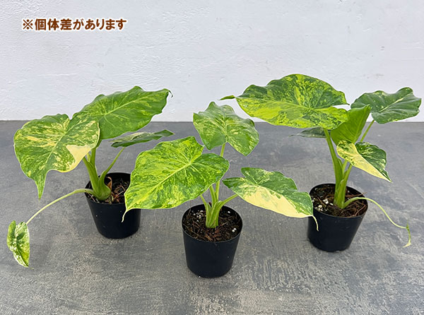 アロカシア：マクロリザ　オーレアバリエガータ（黄斑）　2.5号ポット