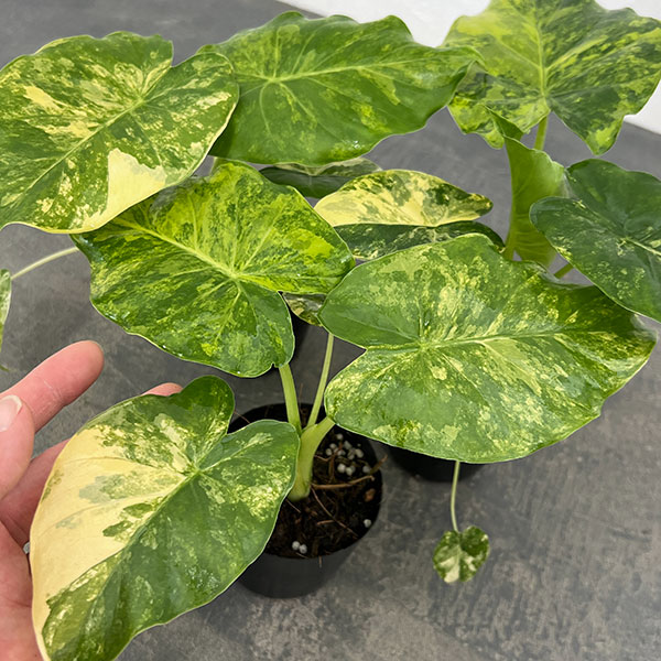 アロカシア：マクロリザ　オーレアバリエガータ（黄斑）　2.5号ポット