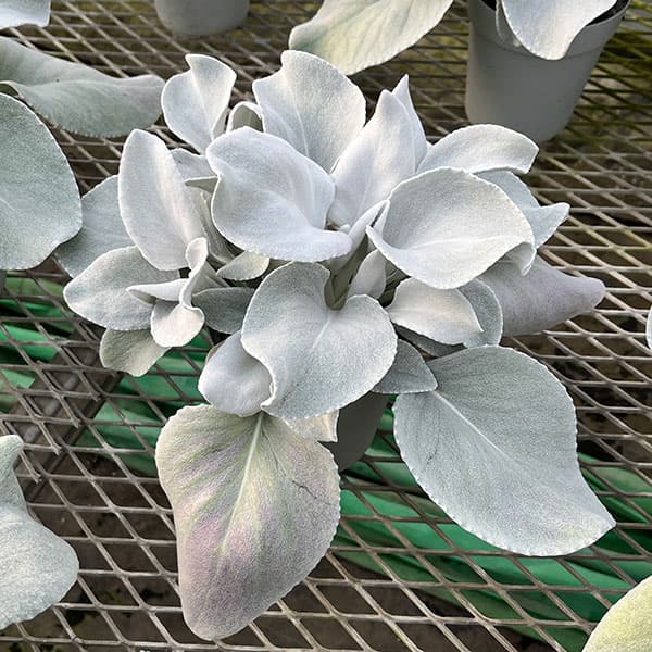 セネシオ：エンジェルウイングス4号ポット