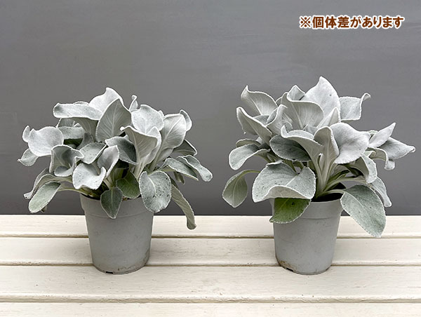 セネシオ：エンジェルウイングス4号ポット