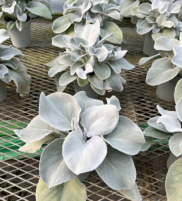 セネシオ：エンジェルウイングス4号ポット