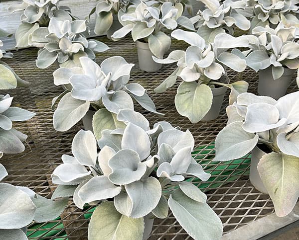 セネシオ：エンジェルウイングス4号ポット