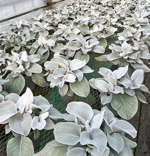 セネシオ：エンジェルウイングス4号ポット